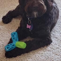 Australian Labradoodle All Grown Up from Lazy Mountain Labradoodles