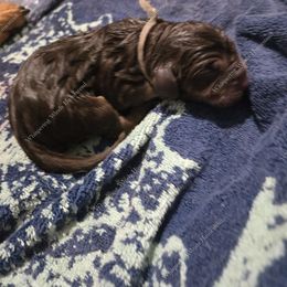 Bloodhound Puppies from Diamond Bloodhound Kennels