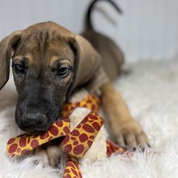 Gavin - Fawn male Great Dane puppy in Hutchinson, Kansas from Dappled Danes