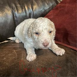Guppy - Cream male Labradoodle puppy in Somerset, California from Annie’s Animals