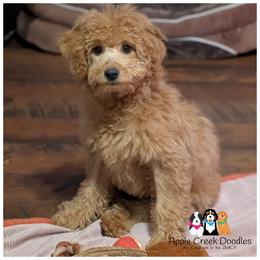 Scarlet-OFA.Genetics.2 Yr Warranty - Apricot female Goldendoodle puppy in Jeddo, Michigan from Apple Creek Doodles