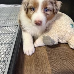 Red Merle Male - Red merle male Australian Shepherd puppy in Washington, Indiana from Bombshell Australian Shepherds