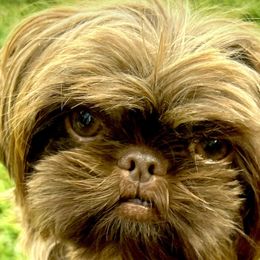 Honey - Shih Tzu