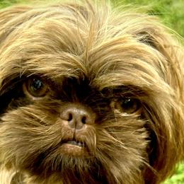 Honey - Shih Tzu