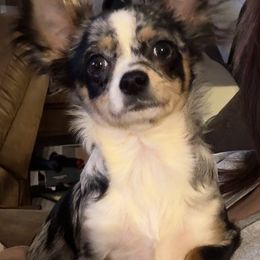 Janet - Chihuahua