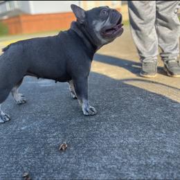 Koda - Tricolors female French Bulldog puppy in Spanaway, Washington from PNW Bigfoot Bullies