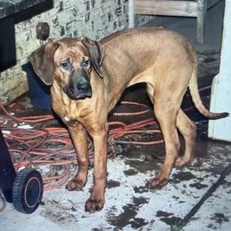 Girl 2 - Rhodesian Ridgeback puppy in Burleson, Texas from Nextgen