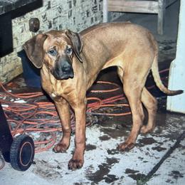 Girl 2 - Rhodesian Ridgeback puppy in Burleson, Texas from Nextgen
