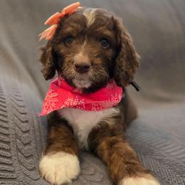 Violet - Brown and white female Aussiedoodle puppy in Prescott Valley, Arizona from Ramirez Family Doodles