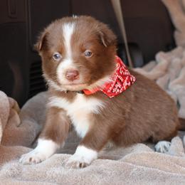 Tanner - AKC Reg - Red male Border Collie puppy in Courtland, Alabama from C Bar C Ranch Border Collies
