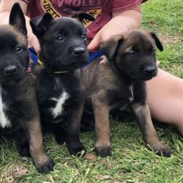 Belgian Malinois from New Hope Malinois