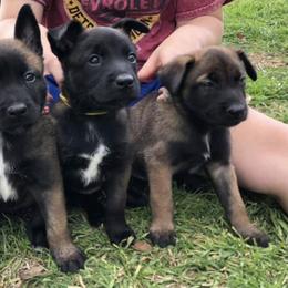 Belgian Malinois from New Hope Malinois