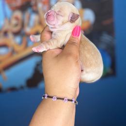 CKC Romeo - Cream and white male Shih Tzu puppy in Roseville, Michigan from Diamond Paws LLC
