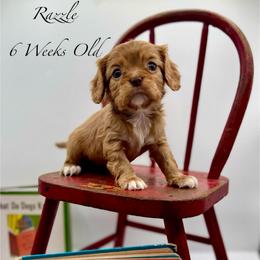 Razzle - Ruby female Cavalier King Charles Spaniel puppy in Bainbridge, New York from M & M Cavaliers