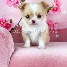 Pain - Cream and white male Chihuahua puppy in Anderson, South Carolina from Lil Treasures Chihuahuas