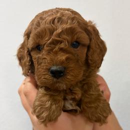 Cash - Red male Cavapoo puppy in Pasco, Washington from Beth's Cavapoos