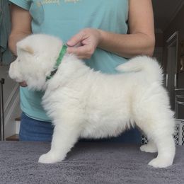 Boy 2 - Green collar - White male Akita puppy in Coopersburg, Pennsylvania from Main Street Akitas