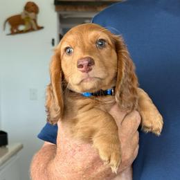 Fred Flintstone - Dapple male Dachshund puppy in Commerce, Texas from Devoted Doxies Cream Dachshund