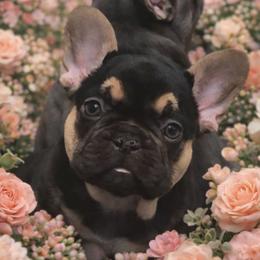 Kai - Tricolors female French Bulldog puppy in Germantown, Ohio from LaBelle Bulldogs