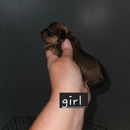 G2 - Wild boar female Dachshund puppy in Lansing, Michigan from Black Thunder 517 Dachshunds and frenchies