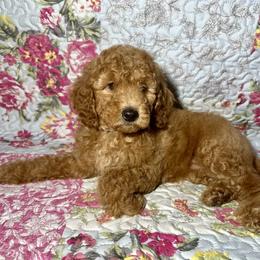 Grey Collar - Apricot female Goldendoodle puppy in Cocoa, Florida from Leopard n Lace Doodles