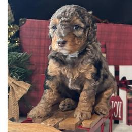 Tracker - Blue merle female Bernedoodle puppy in Hillsboro, Oregon from Myt fine doodles