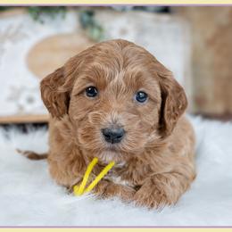 Coco - Red female Cockapoo puppy in Connersville, Indiana from Deaz Doodle Ranch