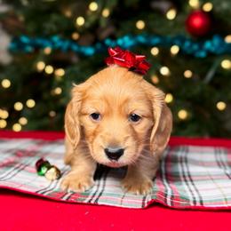 Comet - Cream male Dachshund puppy in Kingman, Arizona from Diddle Bros Dachshunds