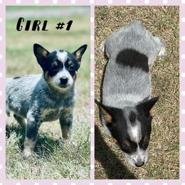 Girl 1 - Blue speckled female Australian Cattle Dog puppy in Prague, Oklahoma from S&B Cattle Co.