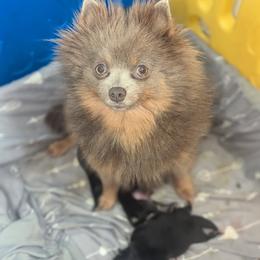 Angel - Pomeranian