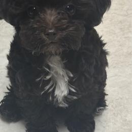 Velma - Brown female Schnoodle puppy in Portland, Oregon from Marlen Poodles&Doodles