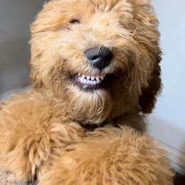 JoJo - Goldendoodle