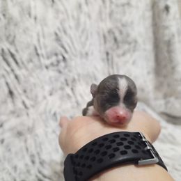 Tiny blue white boy - Blue and white male Chihuahua puppy in Richmond, Virginia from Breens