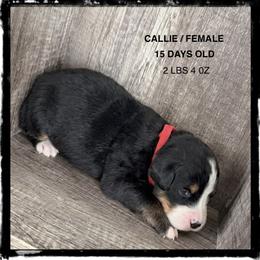 Callie - Tri-color female Bernese Mountain Dog puppy in Soldiers Grove, Wisconsin from Lonesome Pine Farm