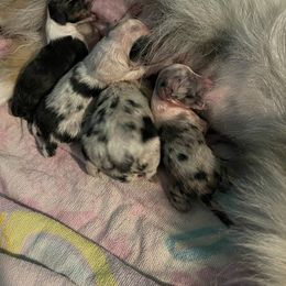 Shetland Sheepdog Puppies from Buckeye Shelties