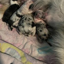 Shetland Sheepdog Puppies from Buckeye Shelties