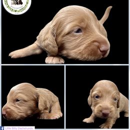 Isabella based Red Male - Red male Dachshund puppy in Tecumseh, Oklahoma from Little Bitty Dachshunds