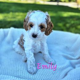 Cavapoo Puppies from North Ranch Doodles
