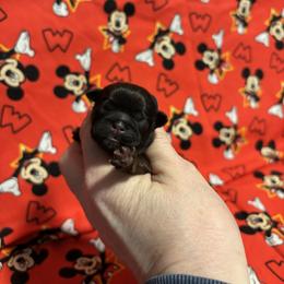 Navy - Red male Shih Tzu puppy in Sharon, Pennsylvania from Keystone Danes and Shih tzus