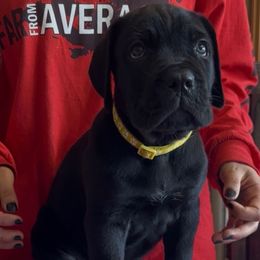 Yellow collar - Black female Cane Corso puppy in Clewiston, Florida from Far From Average Kennels