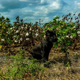 Khaos - Black brindle female Cane Corso puppy in Sandia, Texas from OneTime Cane Corso