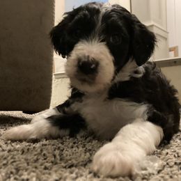 Assorted Doodle Crosses and Bearded Collie Puppies from White Tips Ranch