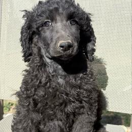 Clarence - Silver male Poodle puppy in Meadowbrook, California from Standard Poodle Pups