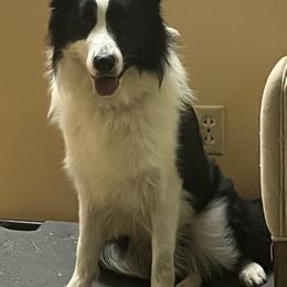 Manny (Hazelwood-Jbk Boys Will Be Boys) - Black and white Border Collie puppy in Pullman, Washington from Hazelwood Border Collies