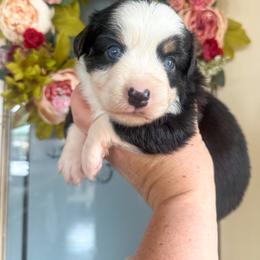 Pacific 🌊 - Black tri female Miniature Australian Shepherd puppy in Granbury, Texas from Triple Cross Doodles