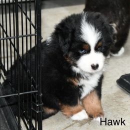 Boy 3, Hawk - Black tri male Toy Australian Shepherd puppy in Bristow, Iowa from Pine Ridge Toy Aussies