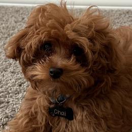 Cavapoos and Maltipoos from Bluebonnett Maltipoos and Cavapoos