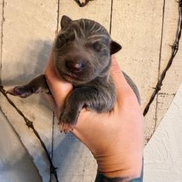 Seal blue boy 2 - Blue male German Shepherd puppy in California from Singleton Shepherds