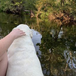 Labrador Retriever All Grown Up from Chateau St. John