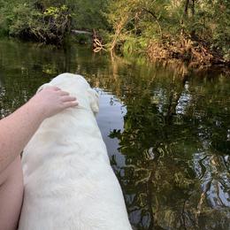 Labrador Retriever All Grown Up from Chateau St. John